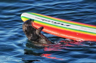 A sea otter munches on a surfboard.